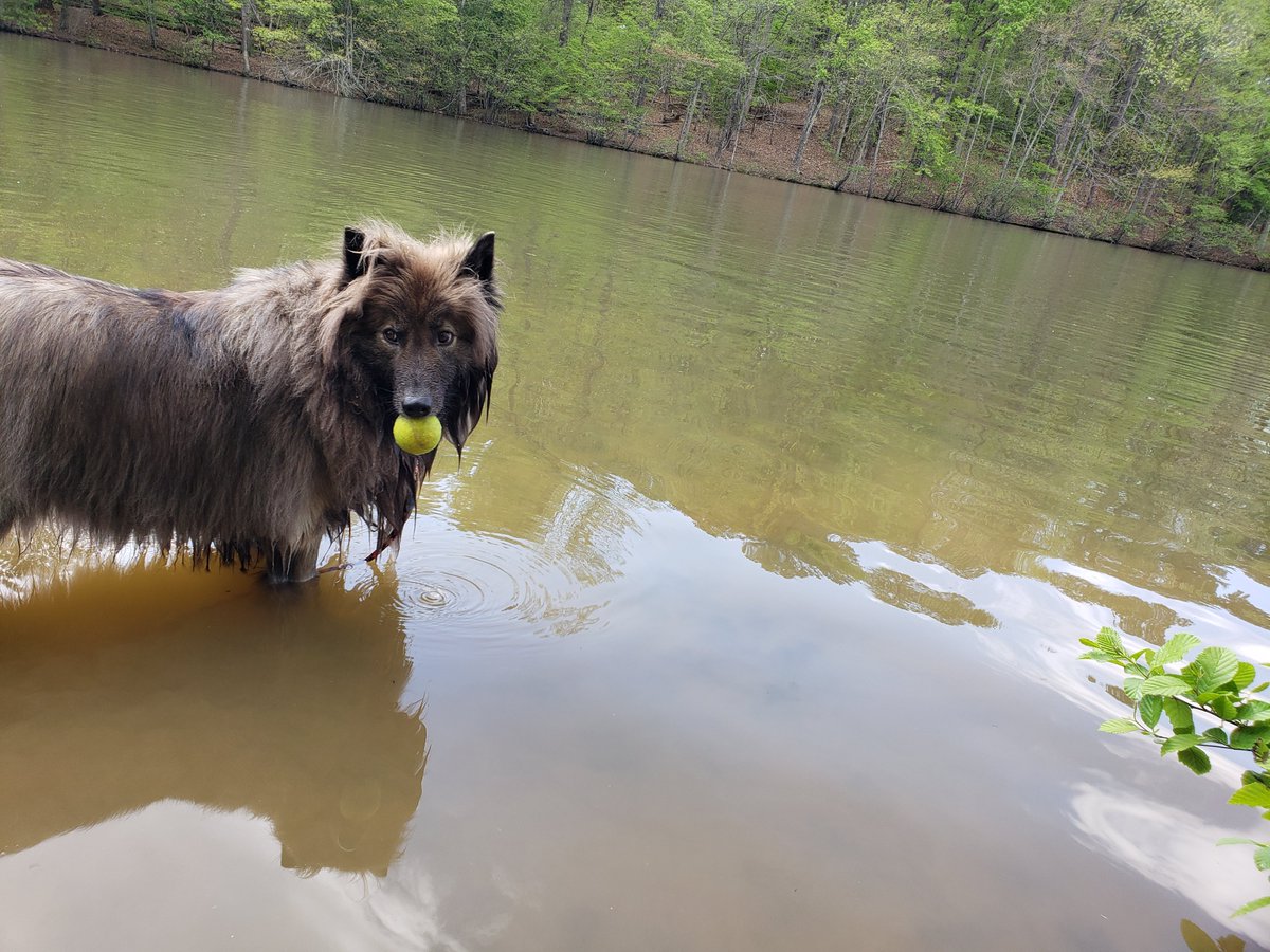 ShermieRayne's tweet photo. Starting to like water more and more, but he's still too afraid to go past the drop off😬🐺💙🌊🐾 #writersdog #swimmingdog #waterdog #naidsofinstagram #puppylife #dogfears #lakeswim #lakelife https://t.co/4NLoL4gtUh