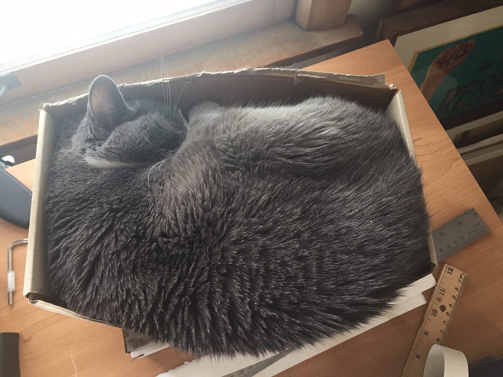 chiefmfg's tweet photo. Ann Ewoldt, Chief Product Marketing Manager, has a work from home co-worker, Kittyman, that lives by a motto: "If I fits, I sits." #LegrandAV #PetsofAV #WFH https://t.co/77pNAESXFB