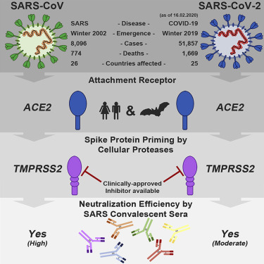 CellCellPress's tweet photo. New article in the latest issue: #SARS-CoV-2 #infection depends on the host cell factors ACE2 and TMPRSS2 and can be blocked by clinically proven #protease inhibitor #COVID19 #treatment https://t.co/5eucKmdWiX https://t.co/XZ0VRwNdnf