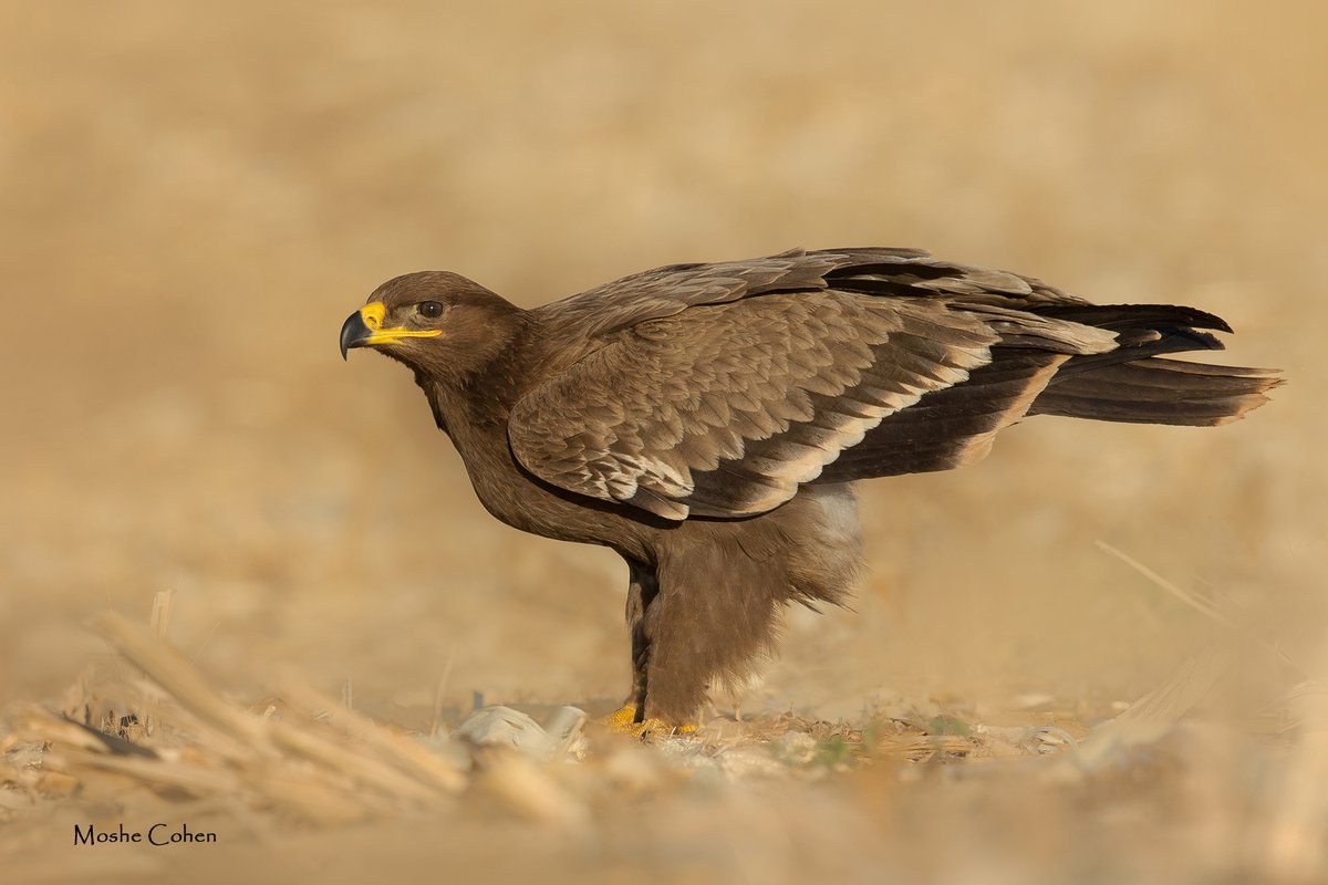 BirdLifeEurope's tweet photo. How do you bring together 30 worldwide teams in a bird-watching competition when the world’s watchword is #StayatHome? At #COTF20, the #FlywayFamily raised $42K to protect the Steppe Eagle! 👏👏 #SteppeUpForEagles https://t.co/ZPhoSCM9Yu https://t.co/cBIRk2ibzM