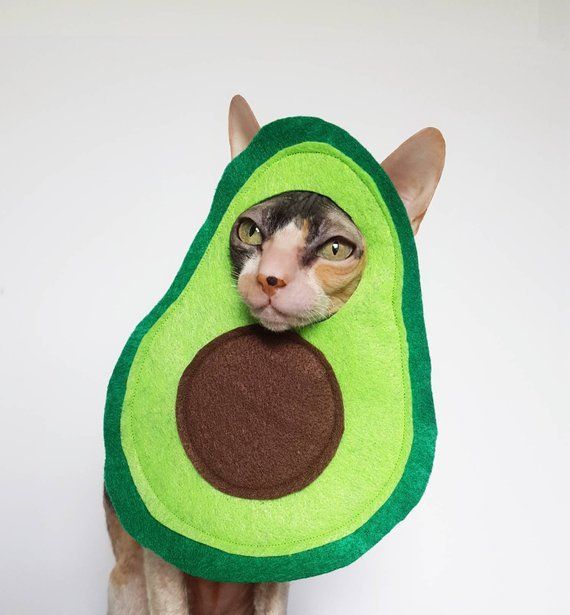 So This Is What The Cat Feels Like. New blog post up today, about how much like cats we're all becoming in isolation. 🐱 Read here: buff.ly/2UV5X3V🐱  

#StayHomeSaveLives 
#QuarantineCats 
#QuarantineLife