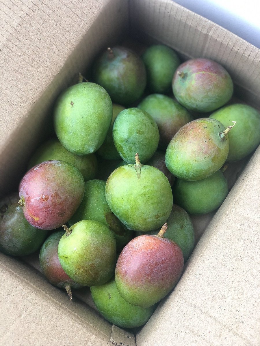 Honey-like tasting sindhoora mangoes were delivered on Tuesday. I bought them directly from a local farmer via  @farmizen  In the last 1 year, I’ve completely moved to ordering from small scale businesses and local farms. Couldn’t have been happier!