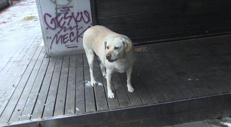 Basibos Kopek Sorunu Stray Dog Problem On Twitter Sokak Hayvanlari Degil Sokaktaki Basibos Sokak Kopekleri Saldiriyor Yeni Bir Sey Degil Surekli Saldiriyorlar Milyonu Askin Isirma Vakasi Var Binlerce Insanimiz Oldu Bu