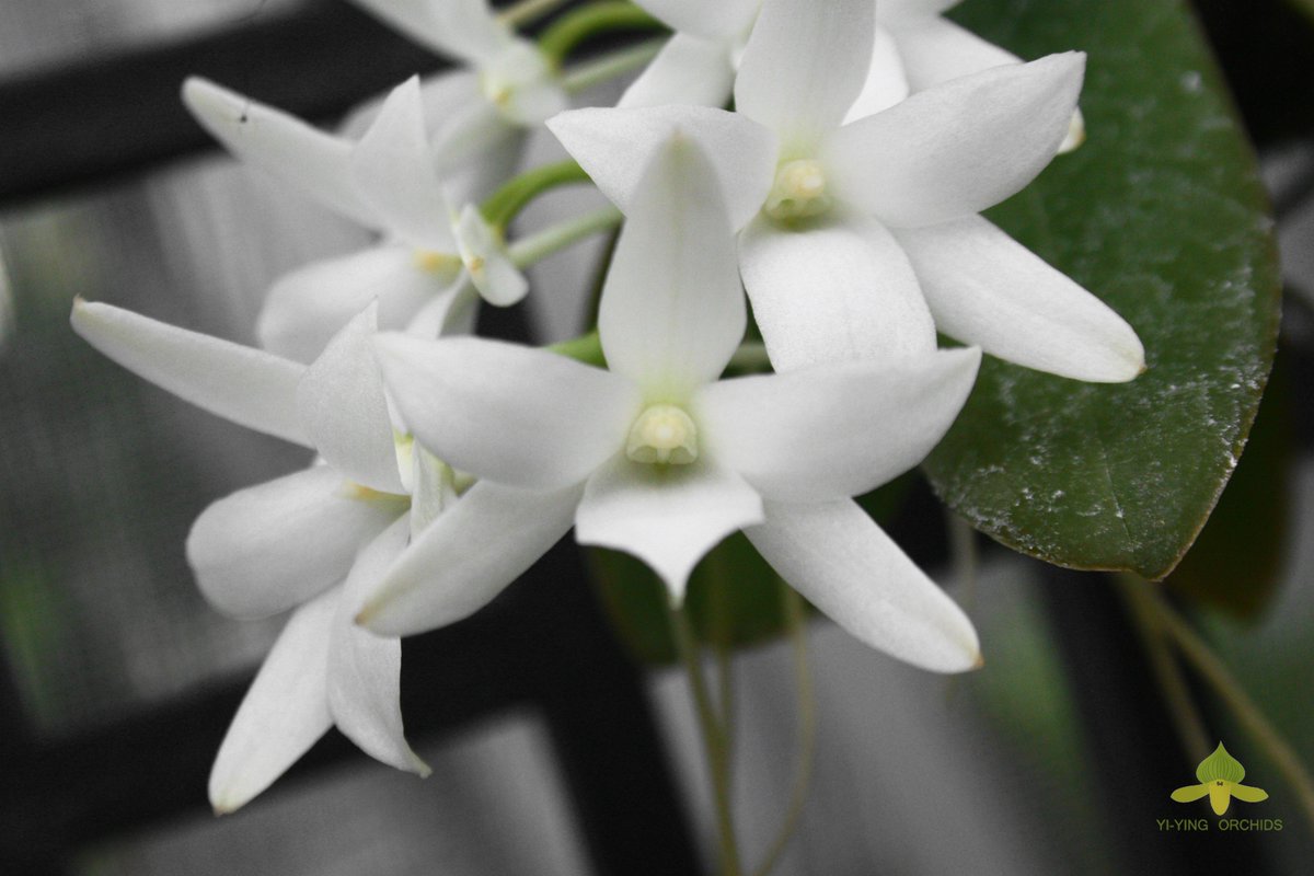 Yi Ying Orchid على تويتر Aeranthes Fastuosa アングレカム W Orchids ラン Angraecum アングレカム