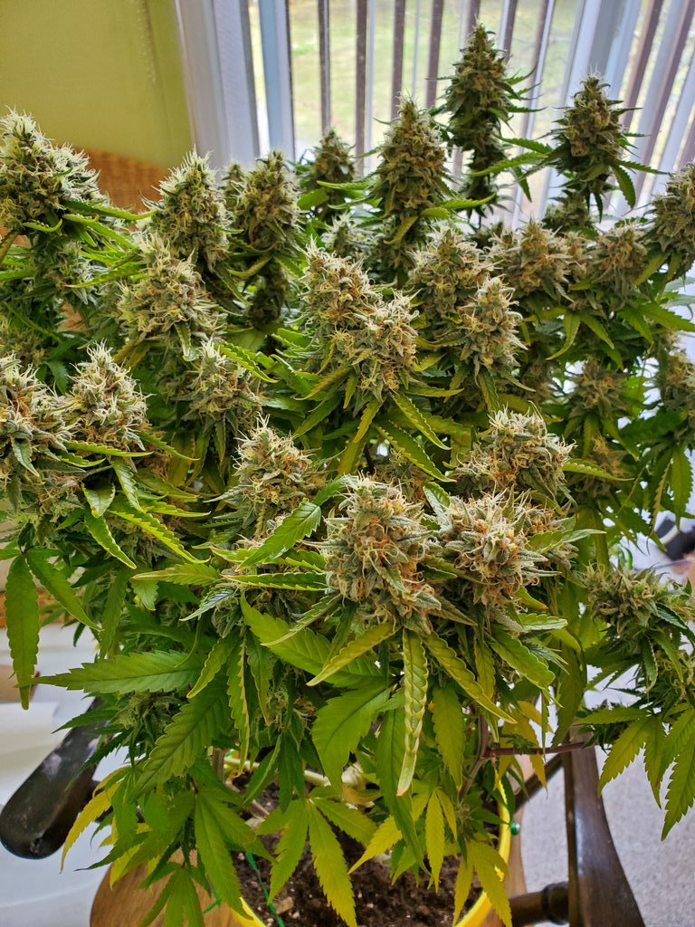 GrowingPots tweet picture