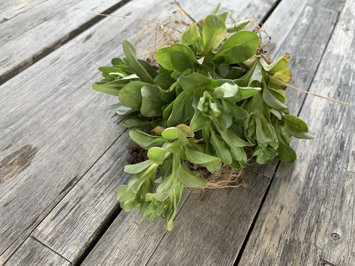 0x663030623472's tweet photo. Ich kann glücklicherweise nun behaupten, ich war auf Feldsalaternte, anstatt Unkraut aus dem Beet reißen. #garten #tag33 https://t.co/CtldgyMFRS