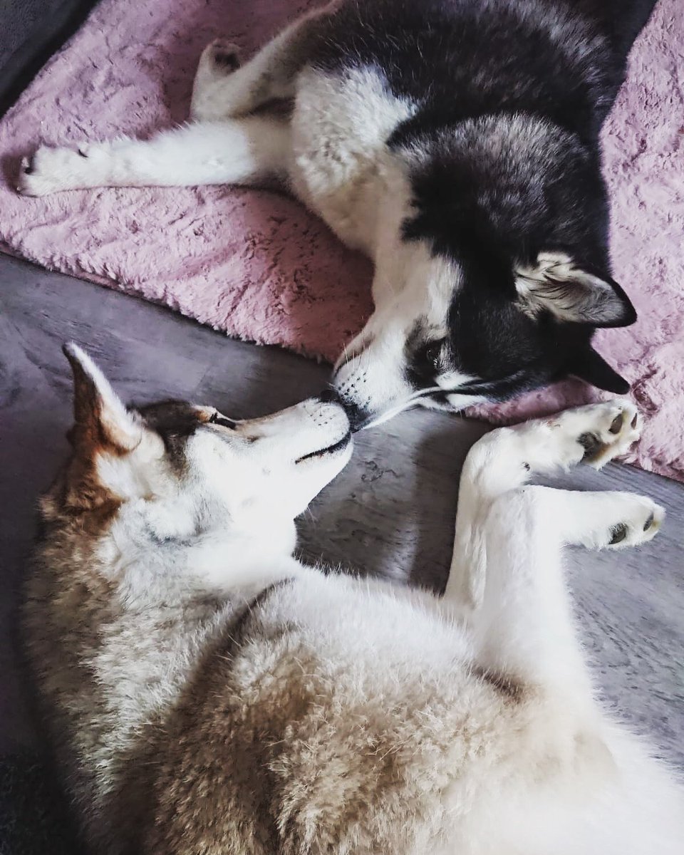 DT_Glasgow's tweet photo. 💖 When Meeko met Shanti 💖
Meeko was just 4 months old when he was rehomed in 2018. 
7 year old Shanti also joined the family in February 2020 after being in our care.
We think they are a perfect couple👌🏻

#loveatfirstsight #adoptdontshop #kissingdogs #dogstrustglasgow https://t.co/NlQ5GkJ6YY