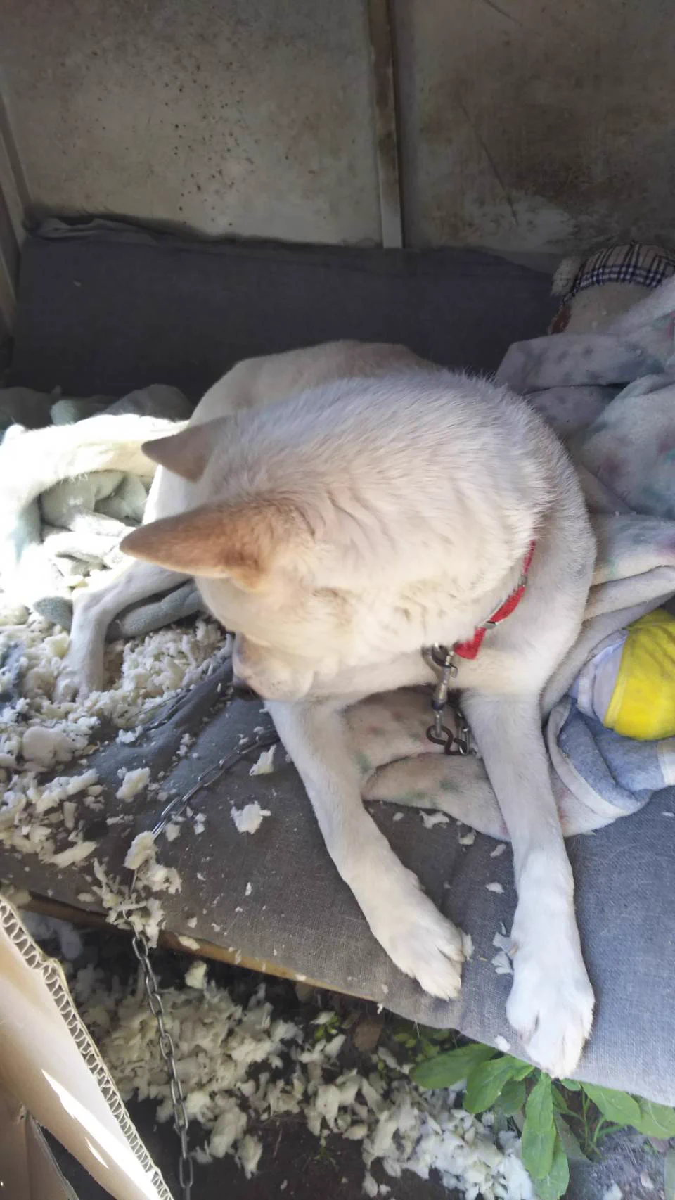 @shippo_o_tail @Kyoro90073931 実家ではぬいぐるみを食べてシレーっとしてるとのことです！ 