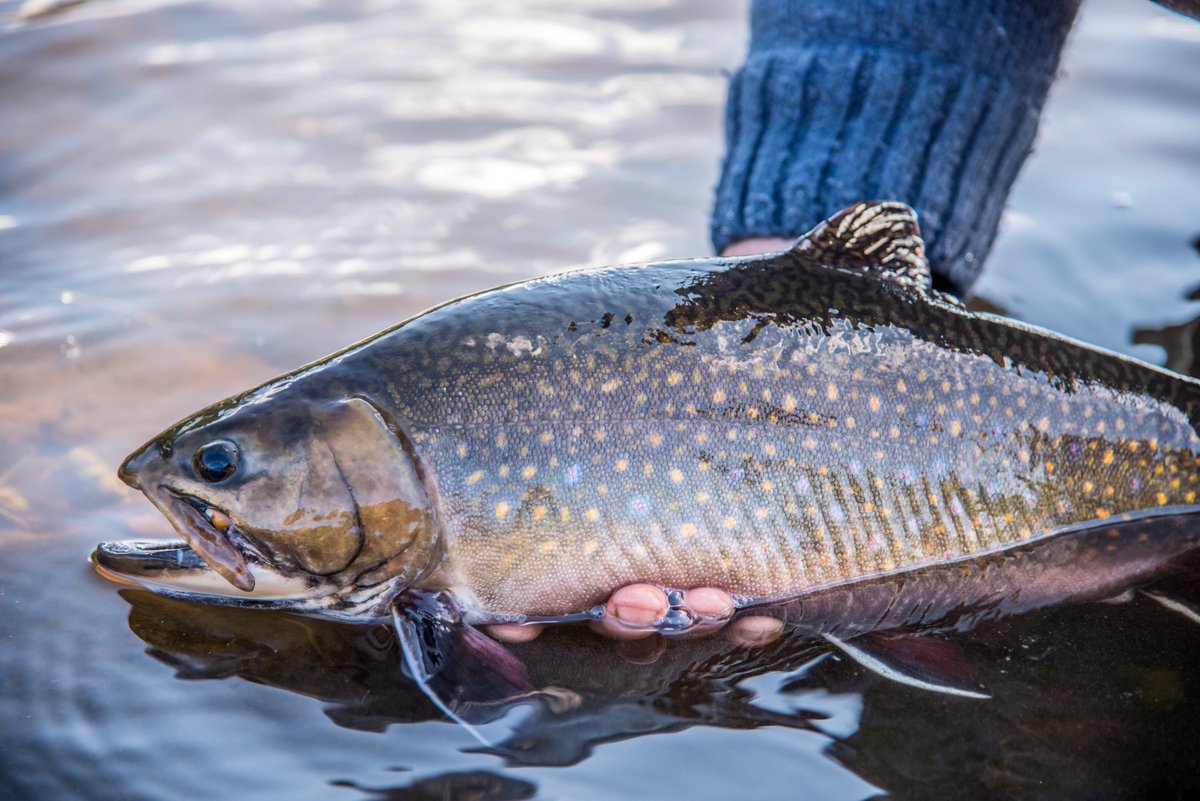 Now is a great time to go trout fishing solo in the woods. But the season is closed from April 15 to May 15. I have been arguing for years that this closure that was put in place decades ago should be lifted. The brook trout resource is generally healthy. What do you think?