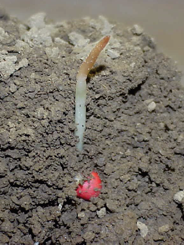 Pederson Seed tweet media