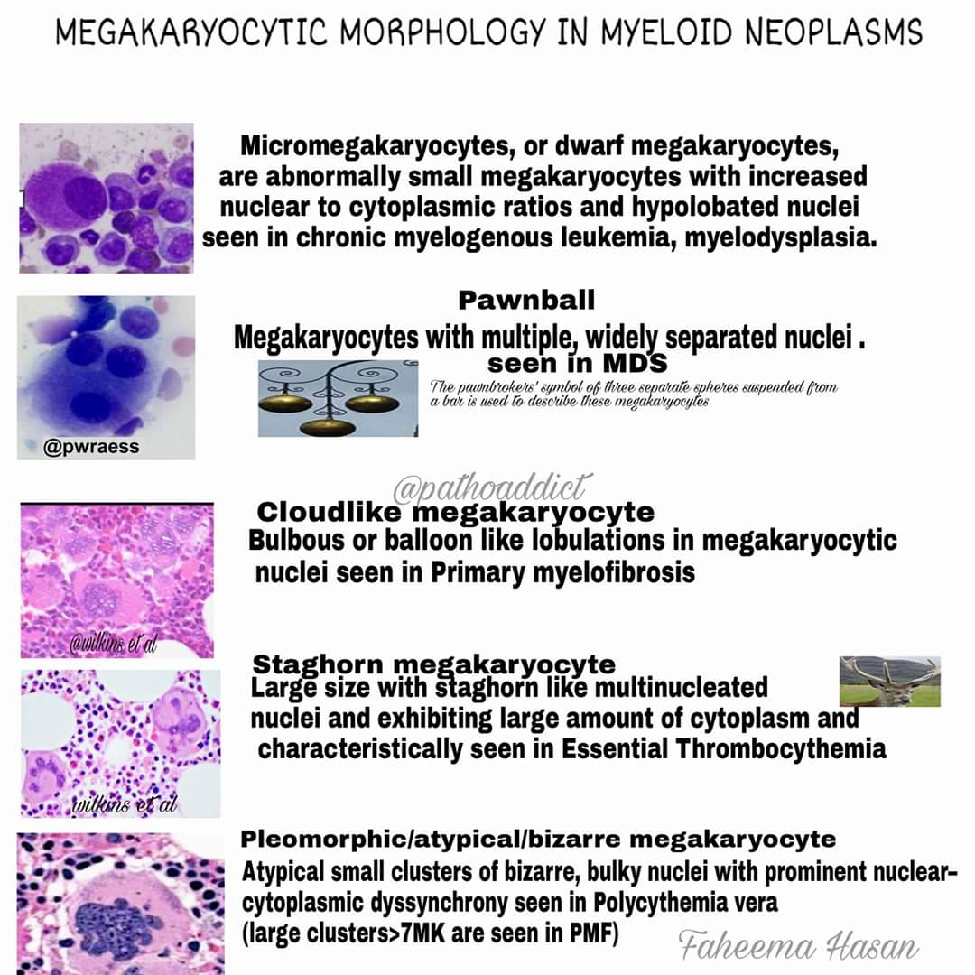 Faheema Hasan On Twitter Some More hemepath Non Corona Academics faheema-hasan-on-twitter-some-more-hemepath-non-corona-academics