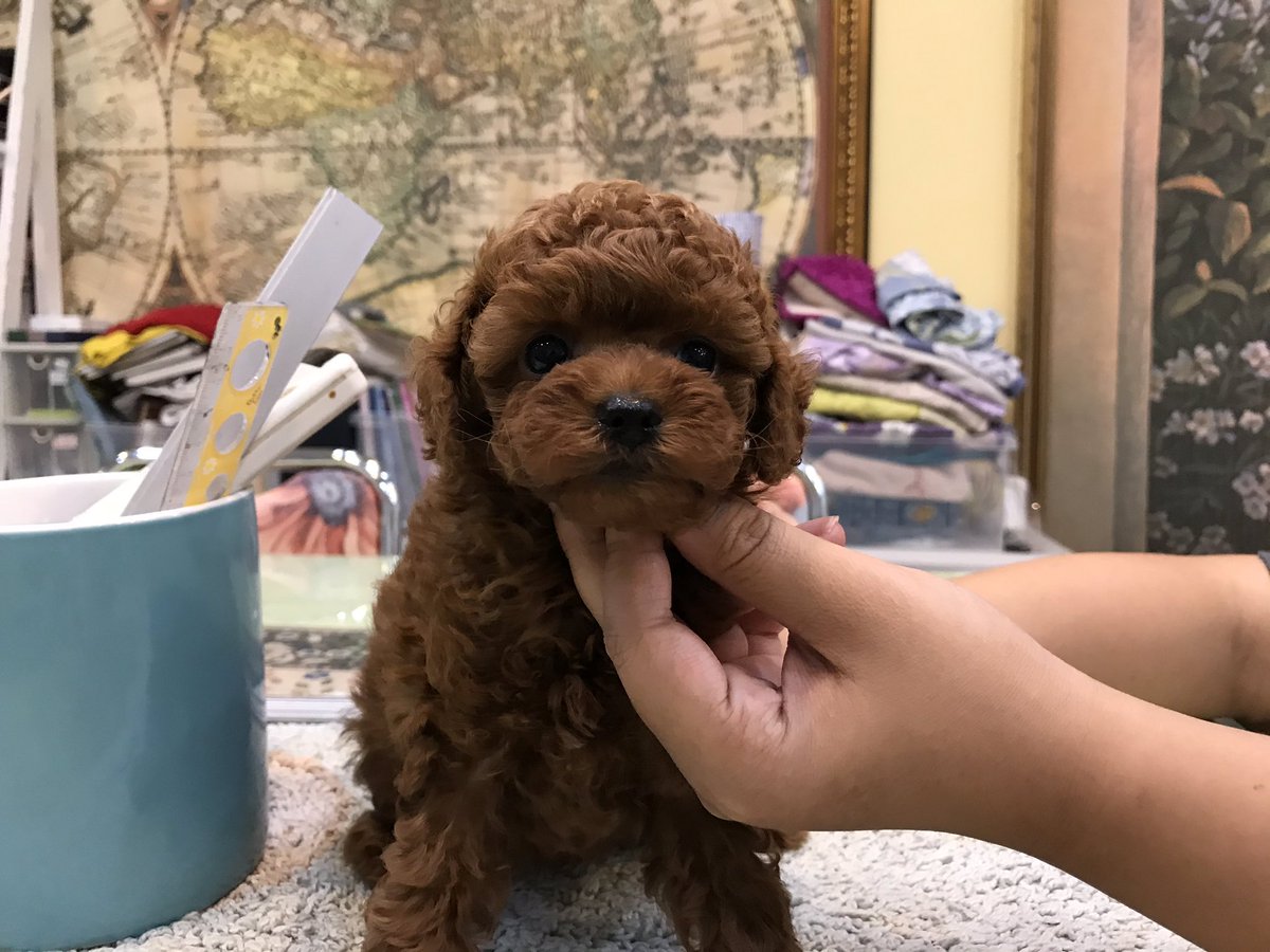 MummyTeddy's tweet photo. Beautiful little teacup girl  #teacup #puppy #poodle #toypoodle #female #taiwan #youlong #breeding #cute https://t.co/6n09HY1gsx