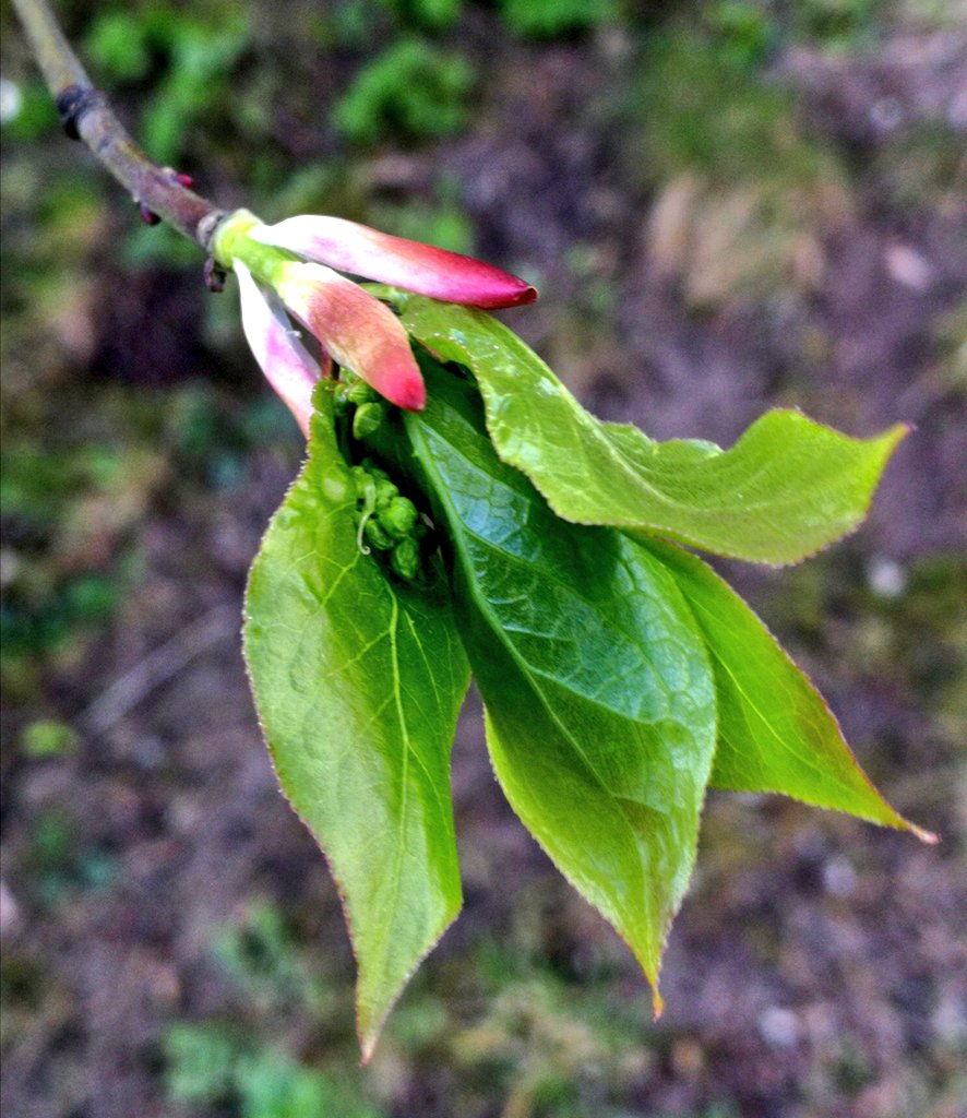 kerstin_petter's tweet photo. Jag går å går, och det blåser å blåser 🚶‍♀️🌬️ här är #körsbärbenved på gång 🍒 och #scilla med #balkansippa fyller ut gräsmattan, ja det grönskar och blommar, våren är sig iaf lik 🙏💜🌸🙏 #blomtwitter https://t.co/Yl76Hj1hvP