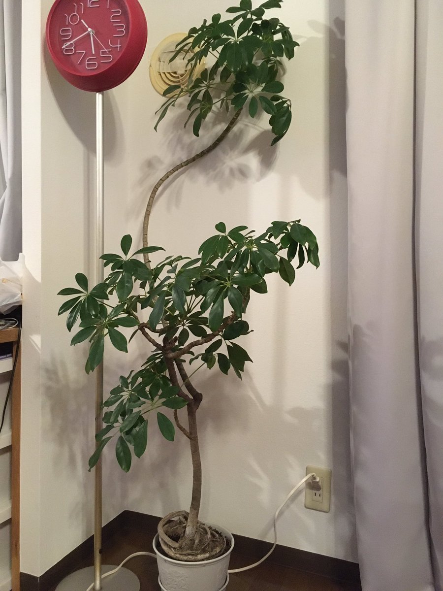 卯木海星 ヒトデ 自分が生まれる前から栽培されている観葉植物が自宅にある フォロワーの8割が体験したことなさそうなこと 推定30歳前後にも関わらずこのサイズ