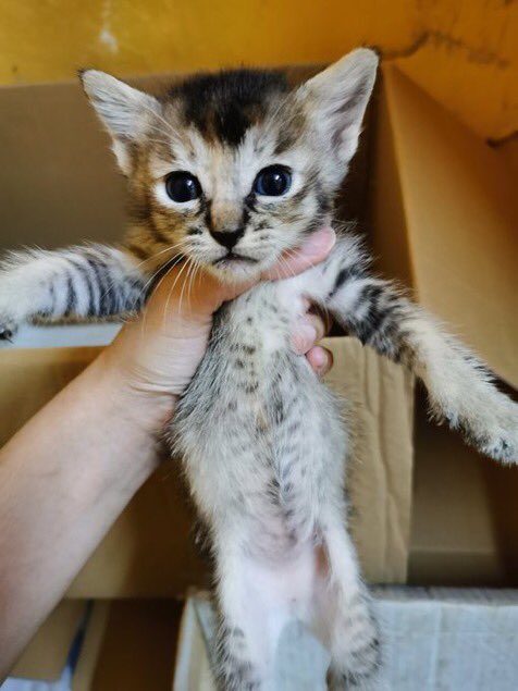aennshafinaz's tweet photo. 🆘 Siapa boleh tolong bela family 5 beranak ni? I dah tak boleh bela sbb rumah i dah full plus i duduk flat ja. Tambah pulak jiran tak suka, takut dia apa2 kan baby2 ni. Pls anyone? Tolong RT pls 🥺

Location Loke Yew Public Housing, Block 28 KL 
Call 0176846108 https://t.co/l2i0RfMZvD
