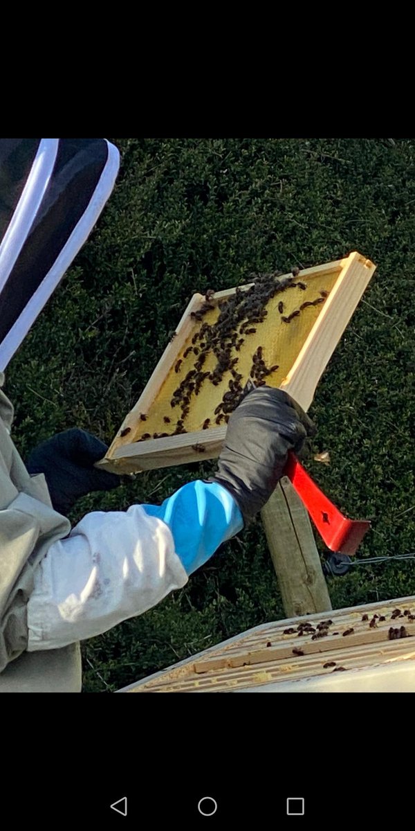 JuSmith1999's tweet photo. First full hive inspection of the year 📅 The colony is building up nicely 🐝 Can't wait for all the honey this year🍯#beekeeping #hive #bee #colony #honey https://t.co/To9CKdlZAU