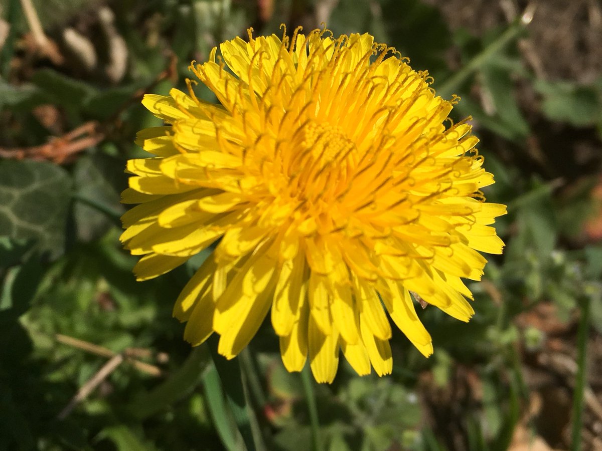 Fancy trying your hand at Taraxacology for  @wildflowerhour  #Dandelionfest this weekend? A big part of ID’ing our 250ish dandelions to species is getting the right section. There are 9 sections in Britain & Ireland and excellent  @BSBIbotany cribs for each. This thread might help..