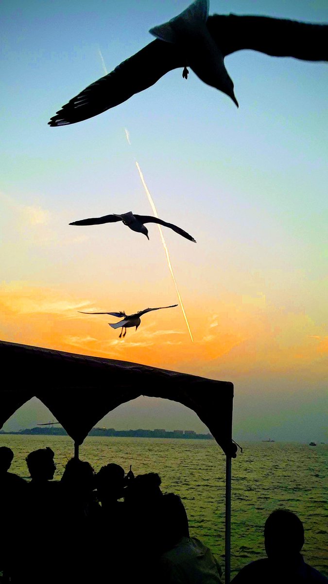 KalyaniMuktevi's tweet photo. Day 3 - Nominated by @smileysnaps
#OneDayOneTheme #Photography #ChallengeAccepted for 7 days & Nominate one person!
Theme - #BirdsInFlight
I Nominate @sarahliuk https://t.co/BAZaD2eMdX