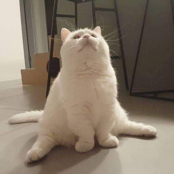 in honor of jaebeom's love for fat cats, i'm starting this thread.i already sent him the pictures. pics aren't mine. i just collect them