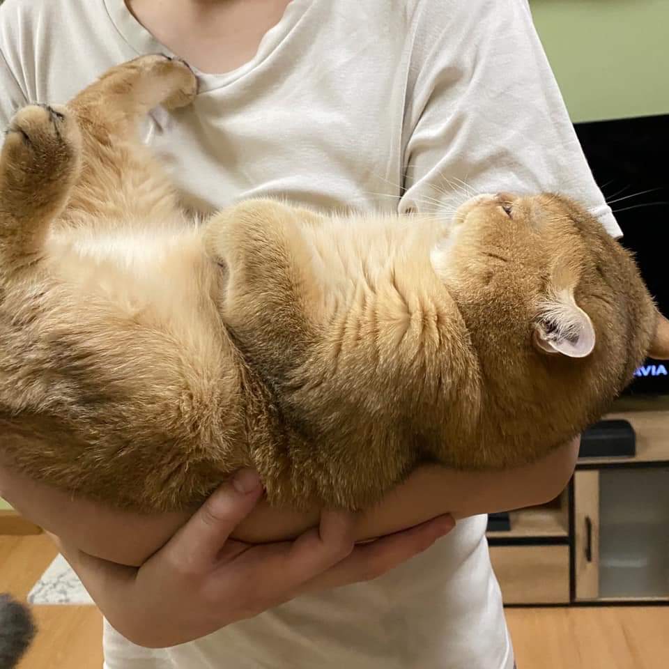 in honor of jaebeom's love for fat cats, i'm starting this thread.i already sent him the pictures. pics aren't mine. i just collect them