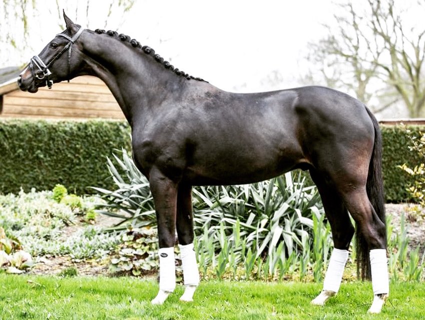 Wowfactor❤️🥰😍, 3 yr stallion by FOUR LEGENDS X LANCET
<a href="/TuijlDaniella/">Daniella Van Tuijl, Holland Horses Gameren</a> 
 <a href="/britishdressage/">British Dressage</a> <a href="/dressagehorses/">dressagehorses</a> @horsewithtalent