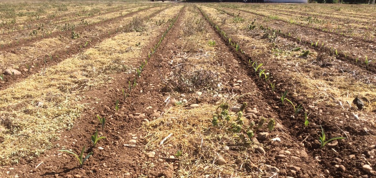 Soave_M's tweet photo. Strip irrigation..... https://t.co/r5d0GJO3ip