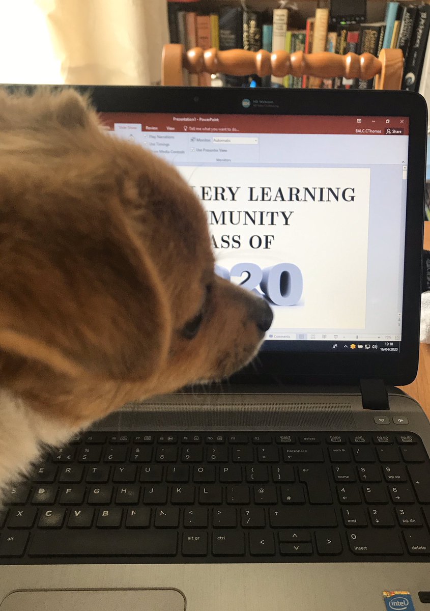 Y8MrsT's tweet photo. I have a little friend helping work from home today. 🐾❤️ https://t.co/ye3nM0jlDD