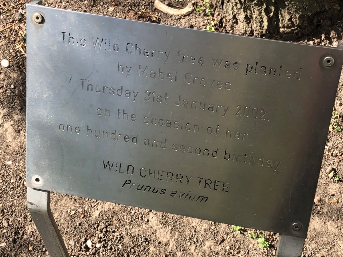 emzzy11's tweet photo. @TimeOutLondon Cherry blossom tree in Primrose Gardens planted for 102 year old’s birthday! #verybesttree https://t.co/KuA9P3Ra4G