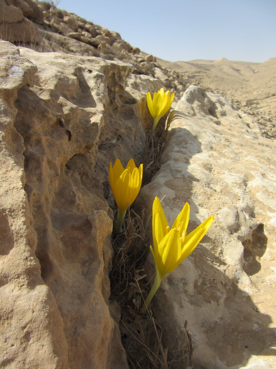 A new publication by PhD student Gilad Ben Zvi, <a href="/MeravSeifan/">Merav Seifan</a> and <a href="/Itamar_Giladi/">Itamar Giladi</a> from the <a href="/mddeBGU/">mdde</a> on reduced seed #dispersal at range margins.
Just published in Ecology and Evolution.
doi.org/10.1002/ece3.6…