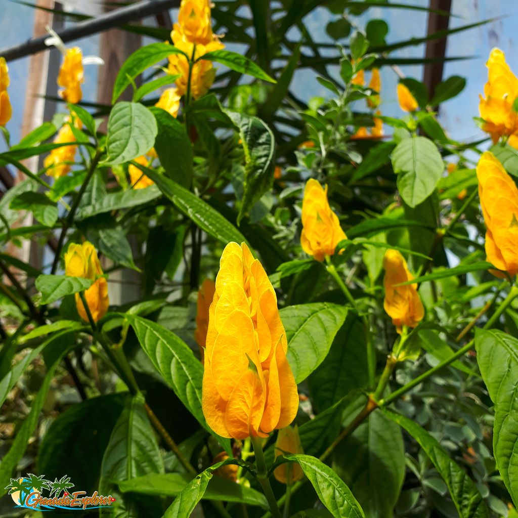 grenadaexplorer's tweet image. Dazzling blooms 🏵️ at Grenada's St. Rose Nursery. For exclusive #TravelTips and island insights visit grenadaexplorer.com #Grenada #TimeToLime #PureGrenada #SpiceIsle  #ILoveGrenada #TravelIsAStateOfMind #WeBelieveInTravel #GrenadaDreaming #CaribbeanDreaming