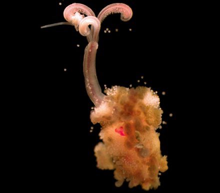 DAY 24: Osedax worms-AKA bone-eating zombie worm or mucus snotflower worm-live on exposed skeletons of dead whales ( #whalefall), & big animals-no gut or mouth-FASCINATING reproduction- Pic=female. Males=tiny blobs of sperm that hook onto females.: Glover et al 20051/2