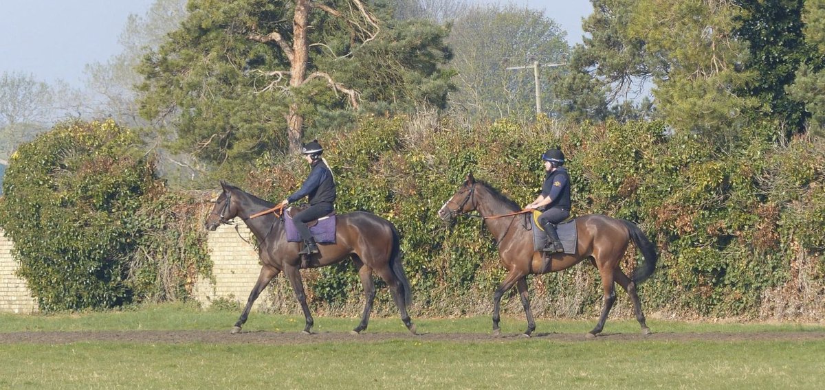 The blissful life of a racehorse on a spring morning 🐎☀️