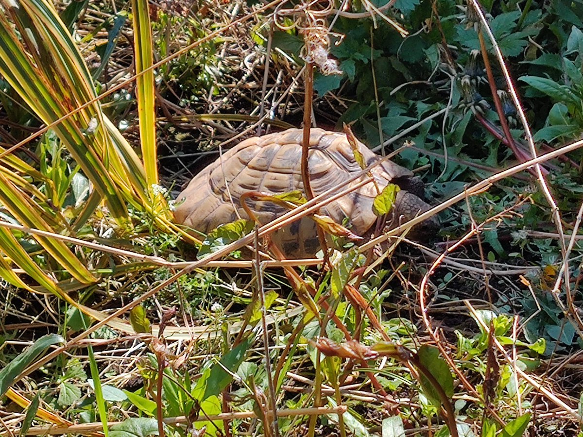 BaybeeBat's tweet photo. Bertha, they hide!
Percy, they cronch!
Yuna, they run!
Leela, they monch!
The big 4 #TortoiseBums outside in the sun.
#tortoises #torts #tortsofinstagram #instatort #tortoisesofinstagram #BerthaTortoise… https://t.co/W7iJMROUun https://t.co/nquRFpTurW https://t.co/wTTniH0JBq