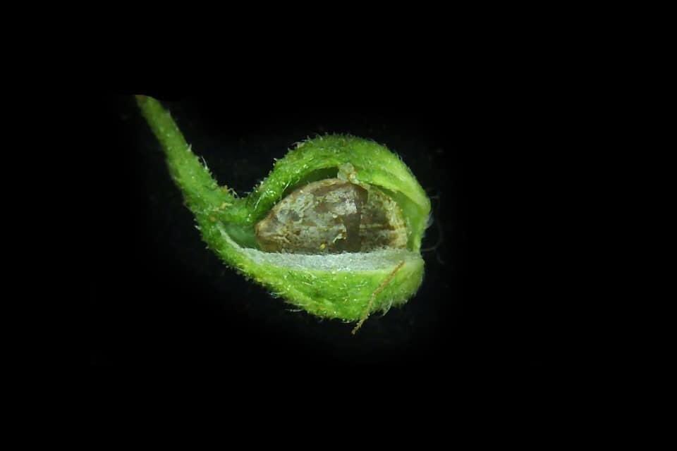 RangsitAit's tweet photo. เมล็ดพันธุ์แห่งความหวัง
Cannabis seed
#กัญชาศาสตร์ https://t.co/dteeu6F1dU