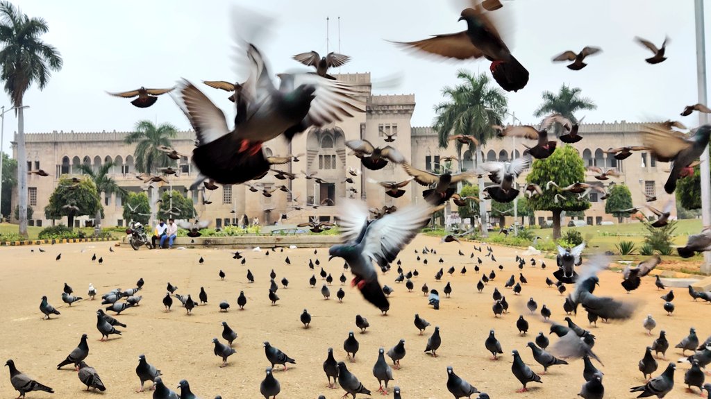 nuts2406's tweet photo. Nominated by @smileysnaps for
#OneDayOneTheme #Photography #Challenge for 7 days. Post a picture in the theme & nominate one person!
Today's Theme - #BirdInFlight
(Bonus points because there are multiple birds)
I Nominate @abbasrazvi https://t.co/Pk2DhTKUjQ