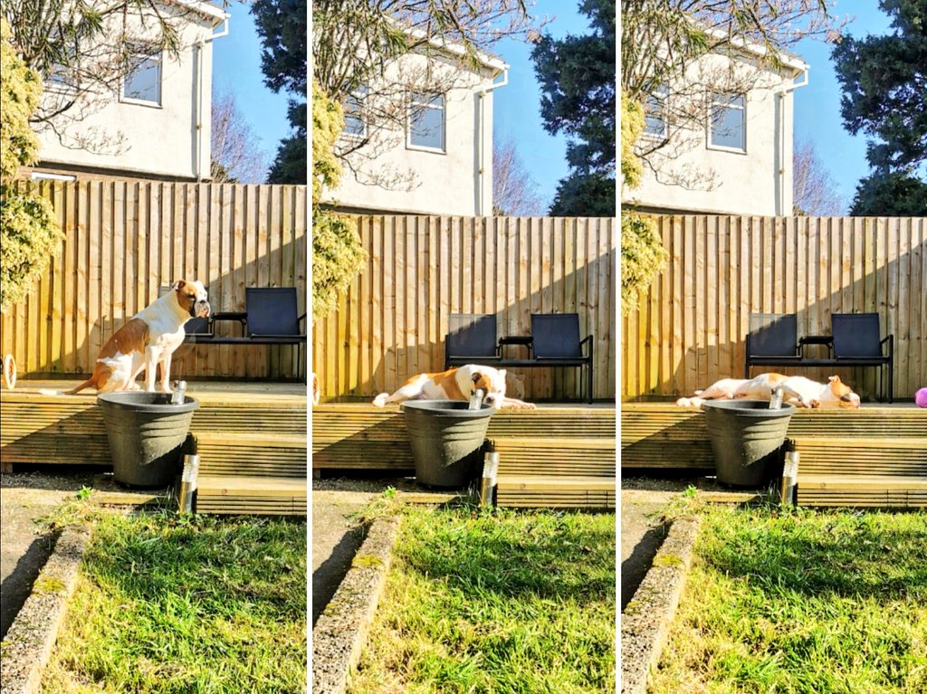 BulldogMilton's tweet photo. This isolation stuff is okay. The humans are here all the time and I just snooze in the sun. I mean, a few extra treats wouldn't be a bad idea... https://t.co/HJxWfyNV6W