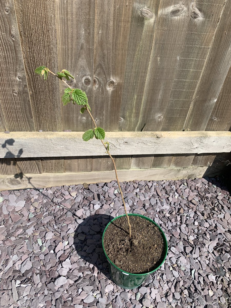 Alex Green tweet media