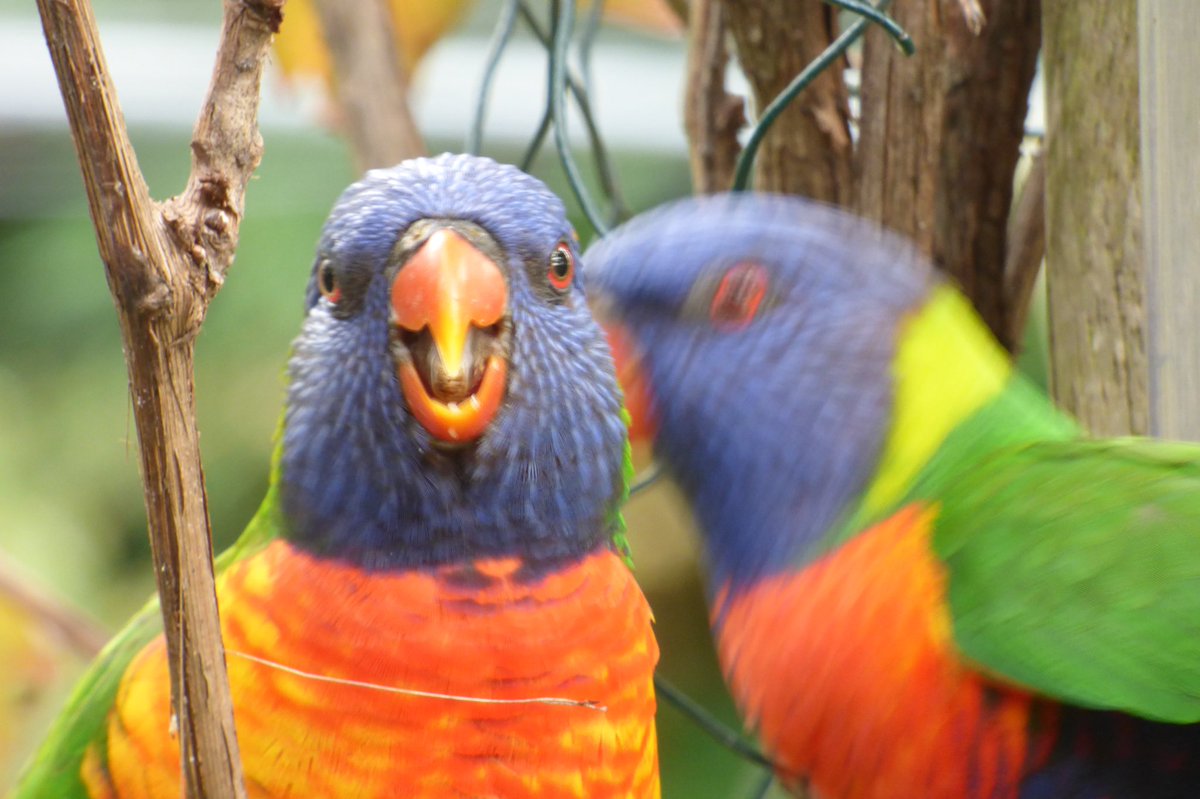 prleeds's tweet photo. @AdamCSchembri @ParrotOfTheDay Here’s one in your face. https://t.co/a9uvYp87vj