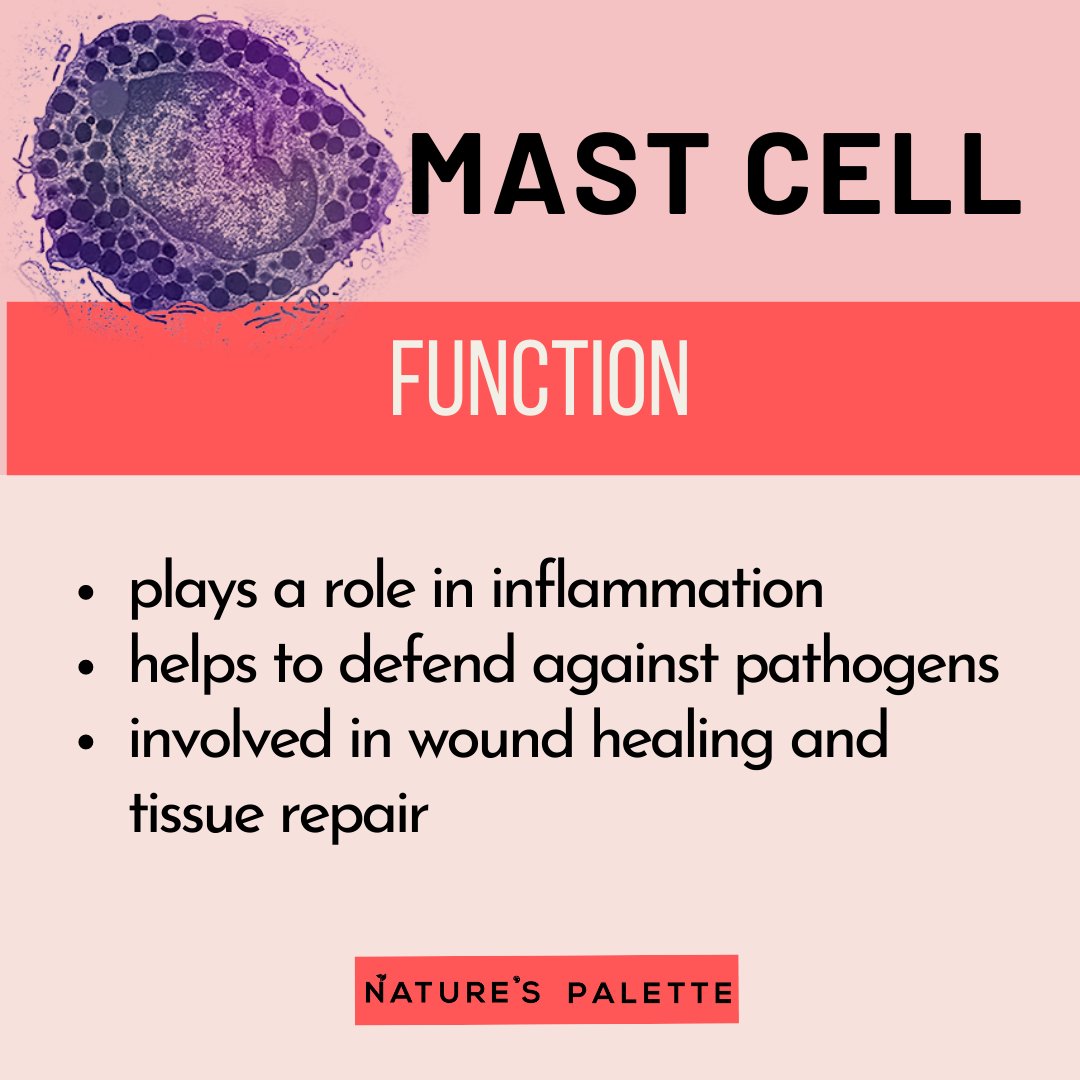 This can be called as cellular senescence. Aged skin has more senescent cells. The dermis of photoprotected aged skin contains less mast cells and fibroblast than photoprotected young skin. It also contains rarefied collagen fibers and elastic fibers.