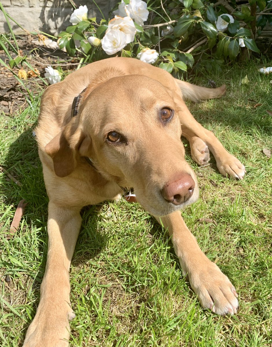 @AnnaJLeather @PeterFlood @HotGinger67 @TheCropClub @LizStokoe @LizzieGadd @GillianRAdams @SamuelMcGinty @katebroadhurst @IsobelAshford1 This is Islay, the sun-worshipper. Useless at gardening