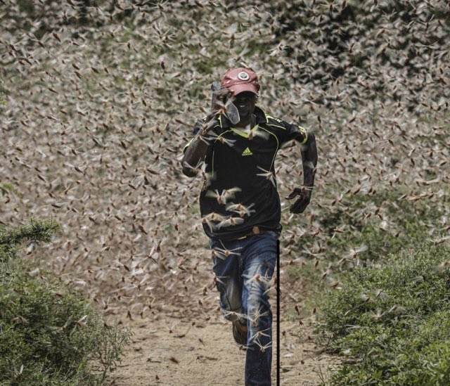 AfricaInst's tweet photo. #DoubleWhammy: #COVID19 & #LocustInvasion
Countries in East Africa face existential threats from food security. Their Economies & Political situations are in dire conditions.
Global leaders must act now. Support these countries ASAP to stop the spread of Covid & locusts. https://t.co/HUTFIp8uOP