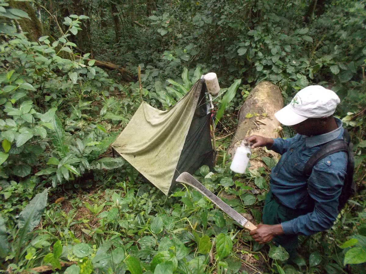 ..here are some of my traps after meeting elephants. blundered into the traps at night.. 8/