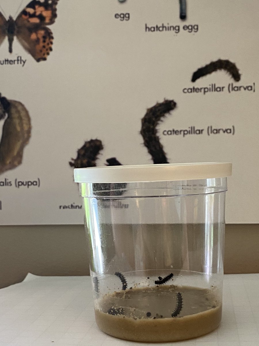 missseyller's tweet photo. Caterpillar update day 4! Our caterpillars are growing! They continue to eat and move a lot more!
🐛🐛🐛🐛🐛🐛🐛🐛🐛🐛🐛🐛🐛
@StoneSchool4  #StoneStrong4 #ASD4All https://t.co/cr5PtRmqYk