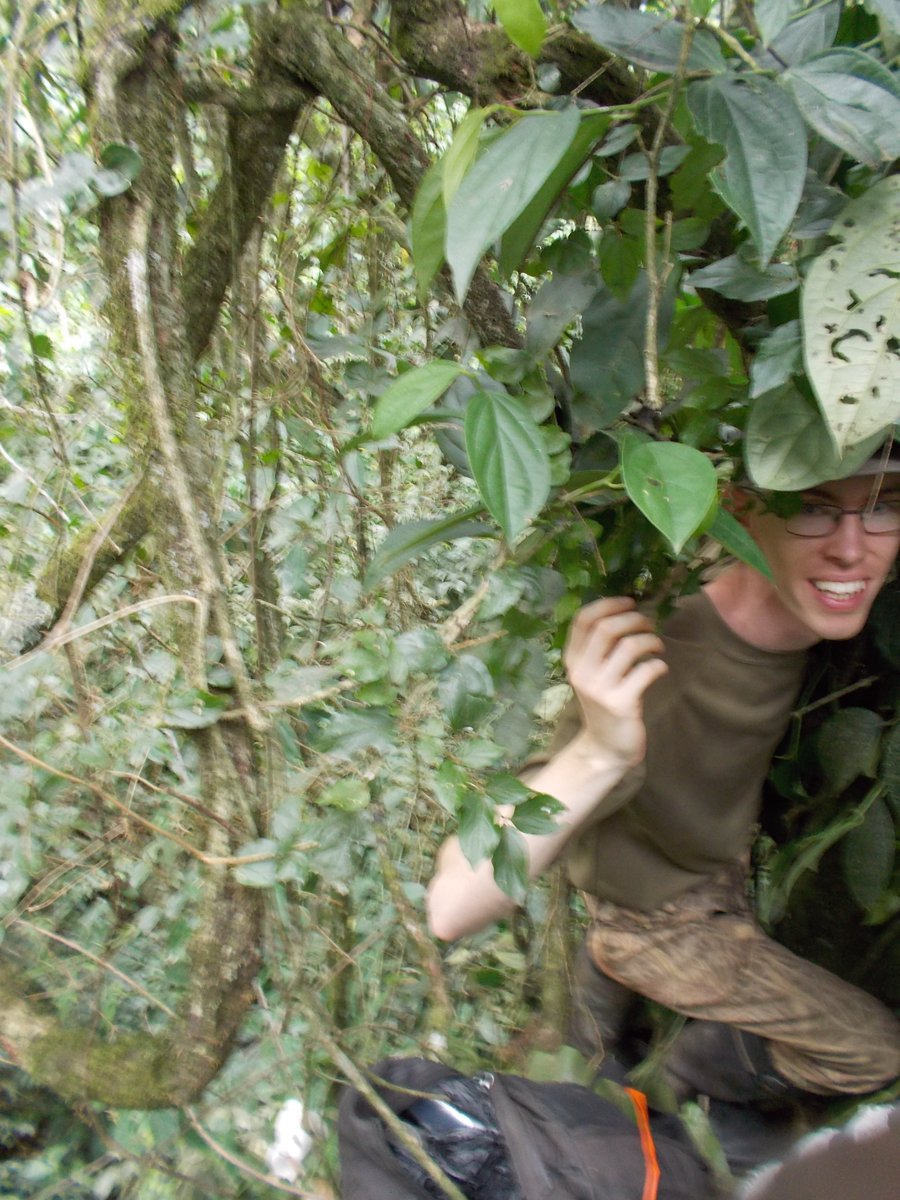 ..and here I am up a tree. 3 hours holding onto the vines, trying not to get trampled. 9/