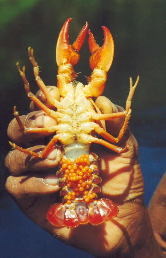 I started my career working on Madagascar’s endemic crayfish. I spent two very happy years doing a massive mark-recapture experiment (44,000 captures!) exploring the sustainability of local harvest https://conbio.onlinelibrary.wiley.com/doi/full/10.1111/j.1523-1739.2005.00269.x-i1?casa_token=_mLSShDM8swAAAAA%3AcF45nZ867GGy2RXc2Ap21yexBh2Q51mvJWfymoR85S0iPS4VI-d5mXWTf02aJCgKeVi6pZSxEliIGQLC