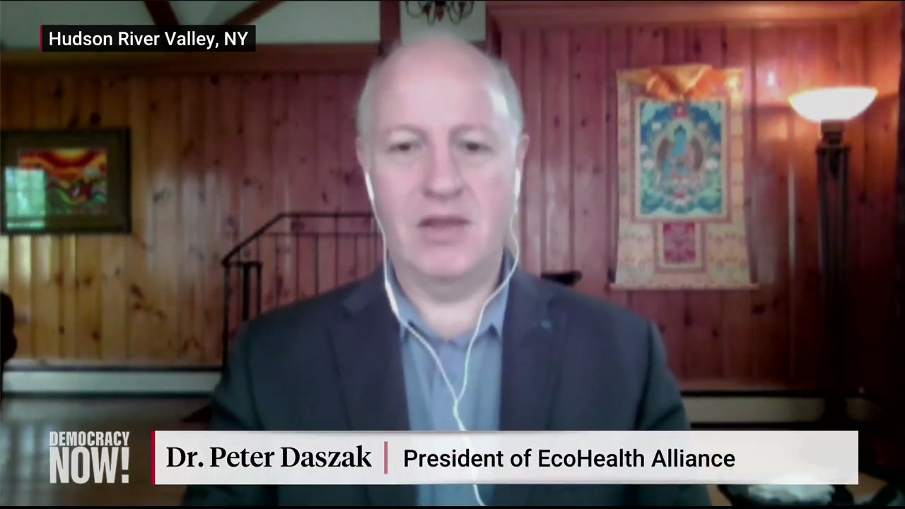 Democracy Now! on Twitter: "Despite all evidence pointing to the contrary,  President Trump this week suggested the coronavirus originated in a Chinese  lab. Zoologist and disease ecologist @PeterDaszak says that idea is "