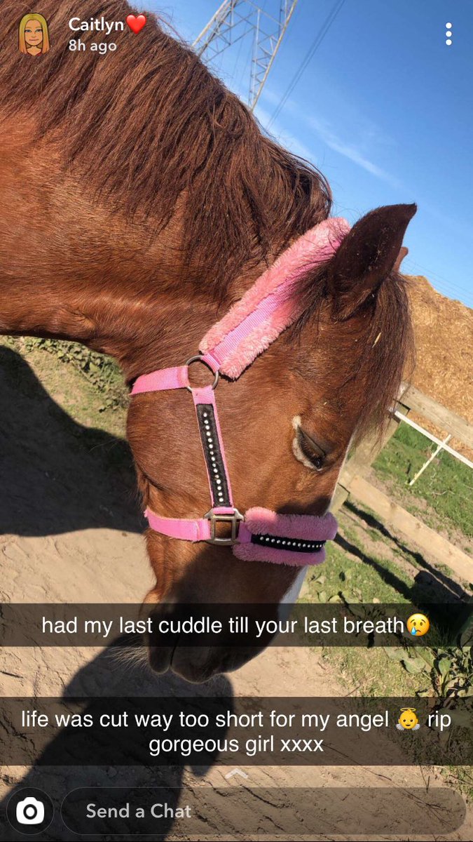 leannebrown2002's tweet photo. So yesterday was the hardest day off my life by far, my beautiful horse Scarlett had to be put to sleep, I’m still in shock. One minute she was fine the next she had fallen ill. She was perfect and too good for this world, sleep tight my beautiful angel ❤️💔😭 https://t.co/4B5O42Bp6f