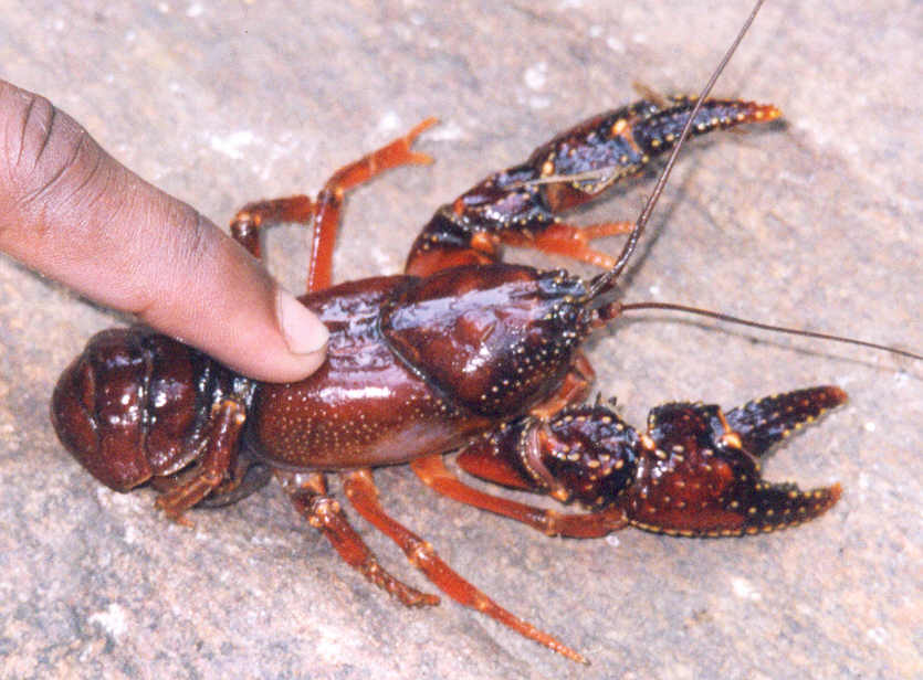 Do note-there is essentially ZERO information about the impact of these invasive crayfish on Madagascar’s highly threatened biodiversity (including my beloved endemic crayfish in the genus Astacoides). I’m keen to return to my freshwater ecology roots and help fill this gap…..