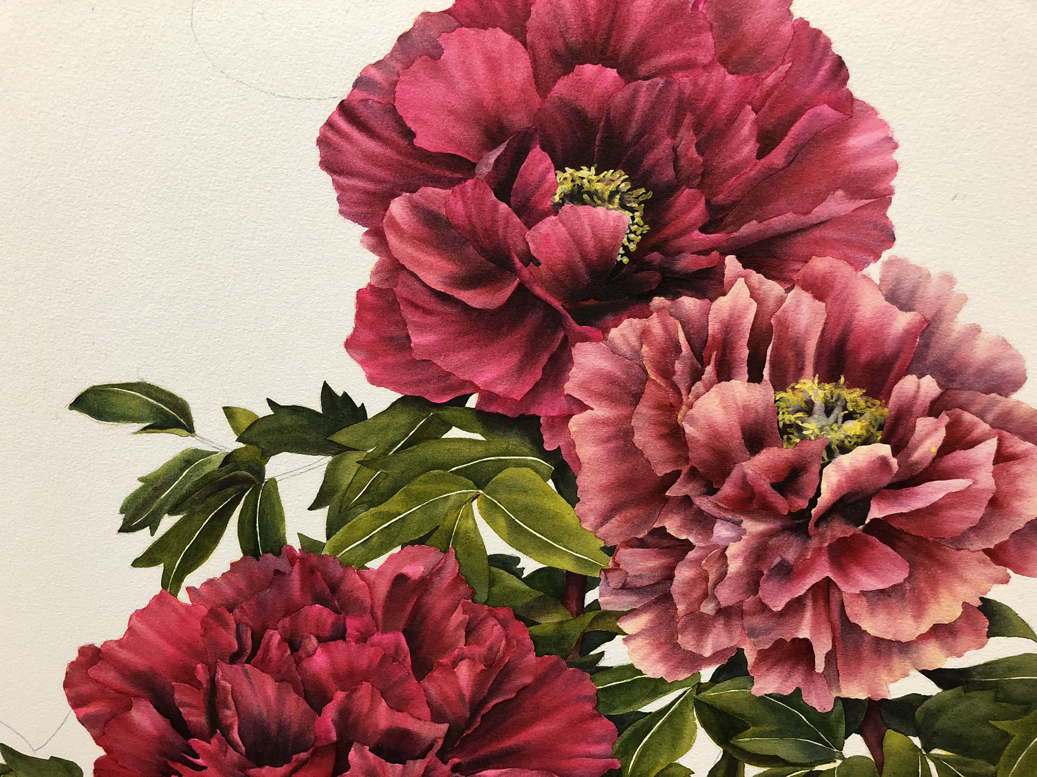 牡丹 水彩画 赤のシャクヤク 【公式通販】