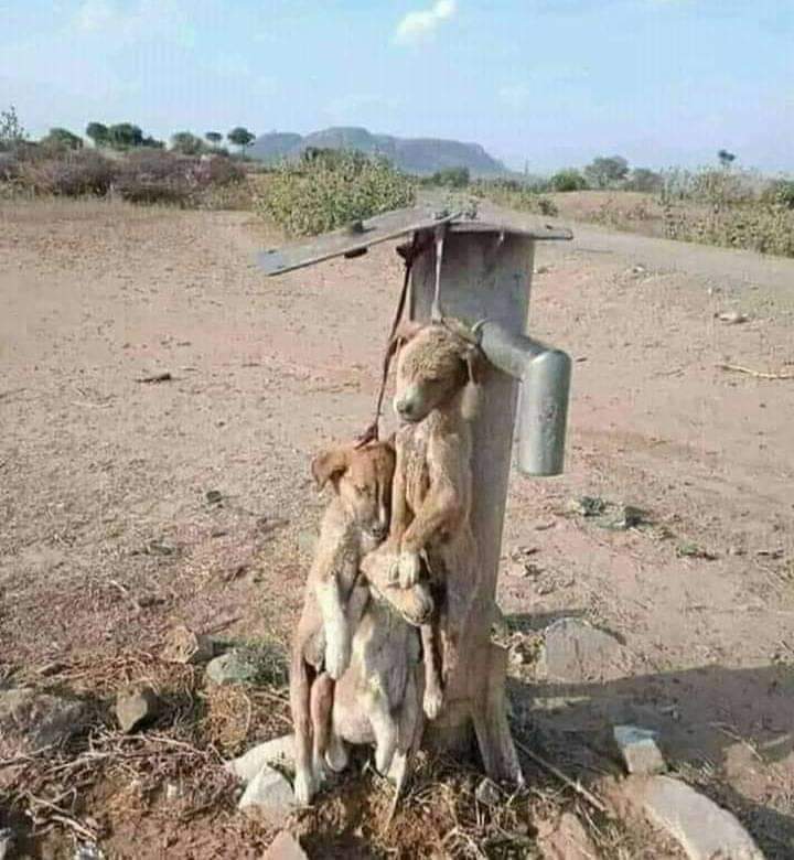 DiKhetaram's tweet photo. @me_nakhrili आंखें नम हो गयी जब ये तस्वीर देखी...😥
एक रोटी का टुकड़ा ना डाल सको तो मत 
डालो लेकिन ऐसे जुल्म तो मत करो। https://t.co/GU70OFAYnH